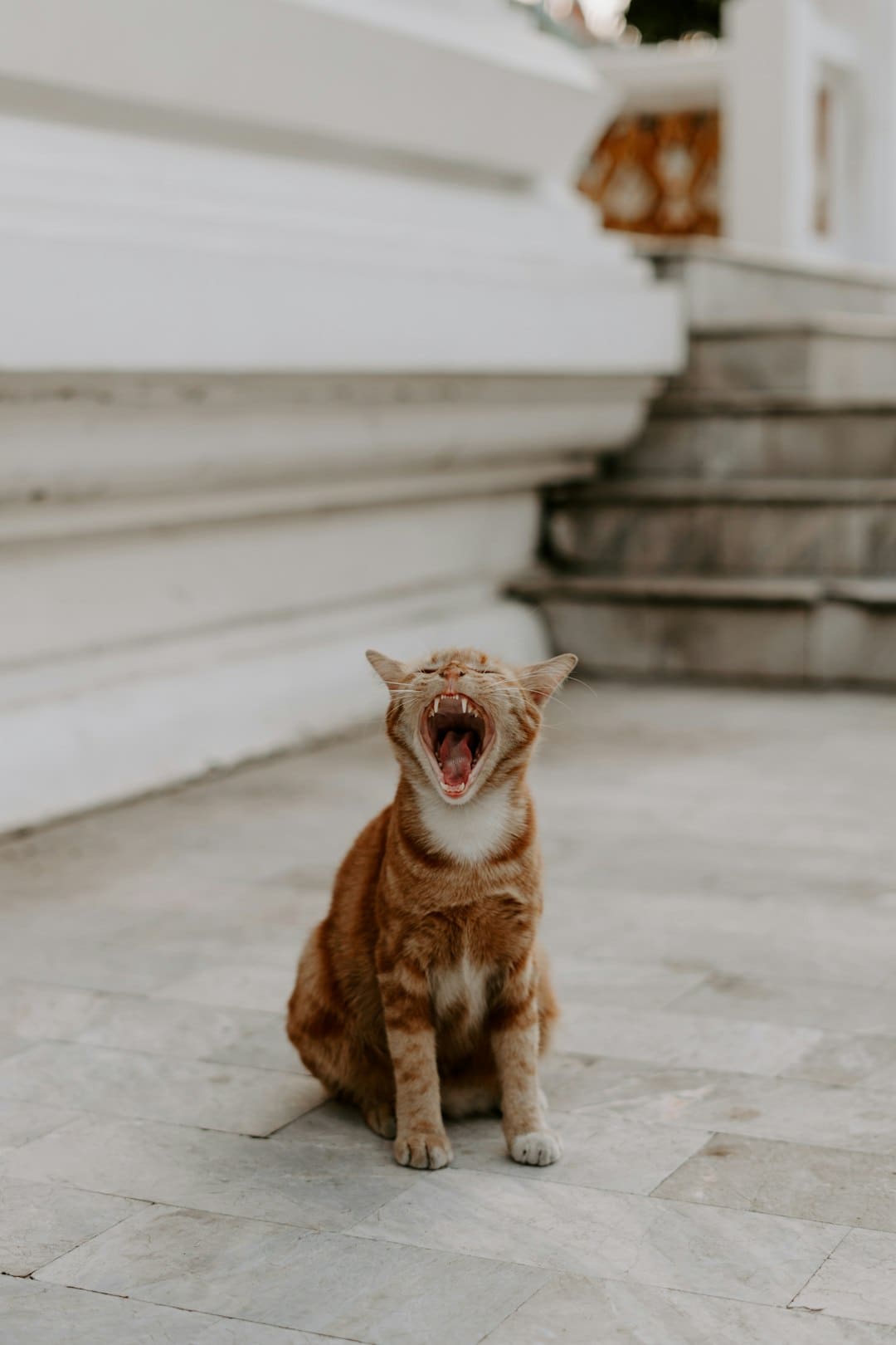 诏安梅岭：七夕献血传递爱 志愿服务暖人心